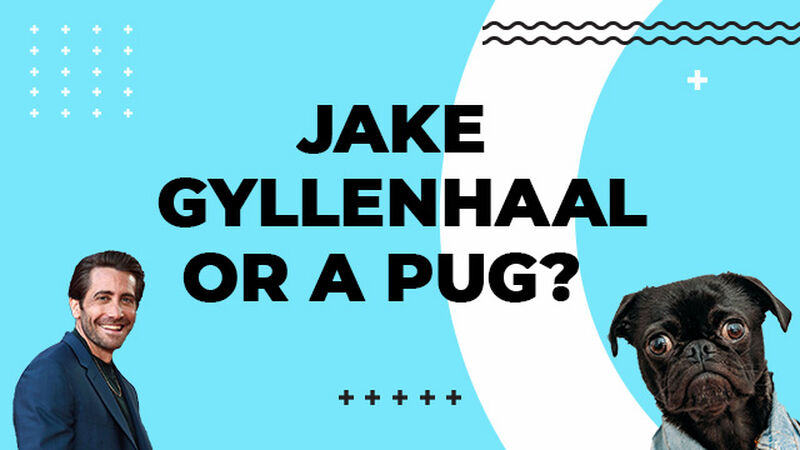 Jake Gyllenhaal or a Pug